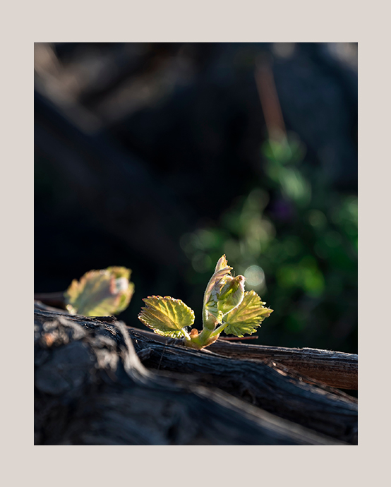 Sustainability - Sandblu Resort | Santorini